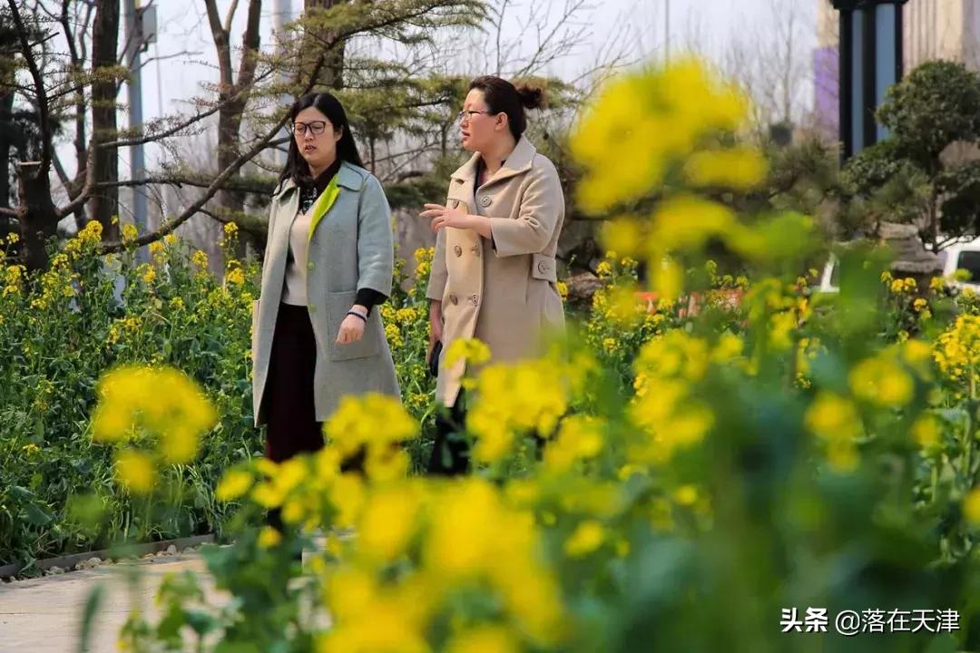 天津河北区桃花堤开了吗,天津看桃花的北运河桃花堤
