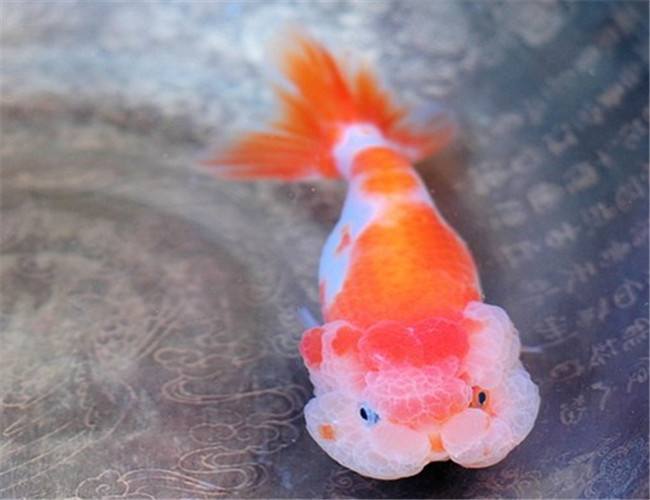 金鱼常见的种类大全,常见的十种金鱼类型有哪些