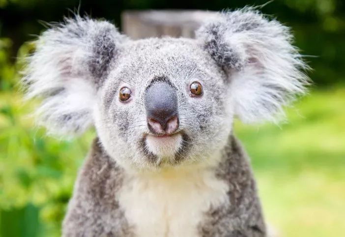 长隆野生动物世界暑假攻略,广州长隆野生动物园亲子一日游攻略