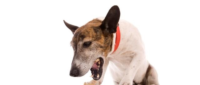 居家狗狗生活训练,日常护理狗狗皮肤不瘙痒