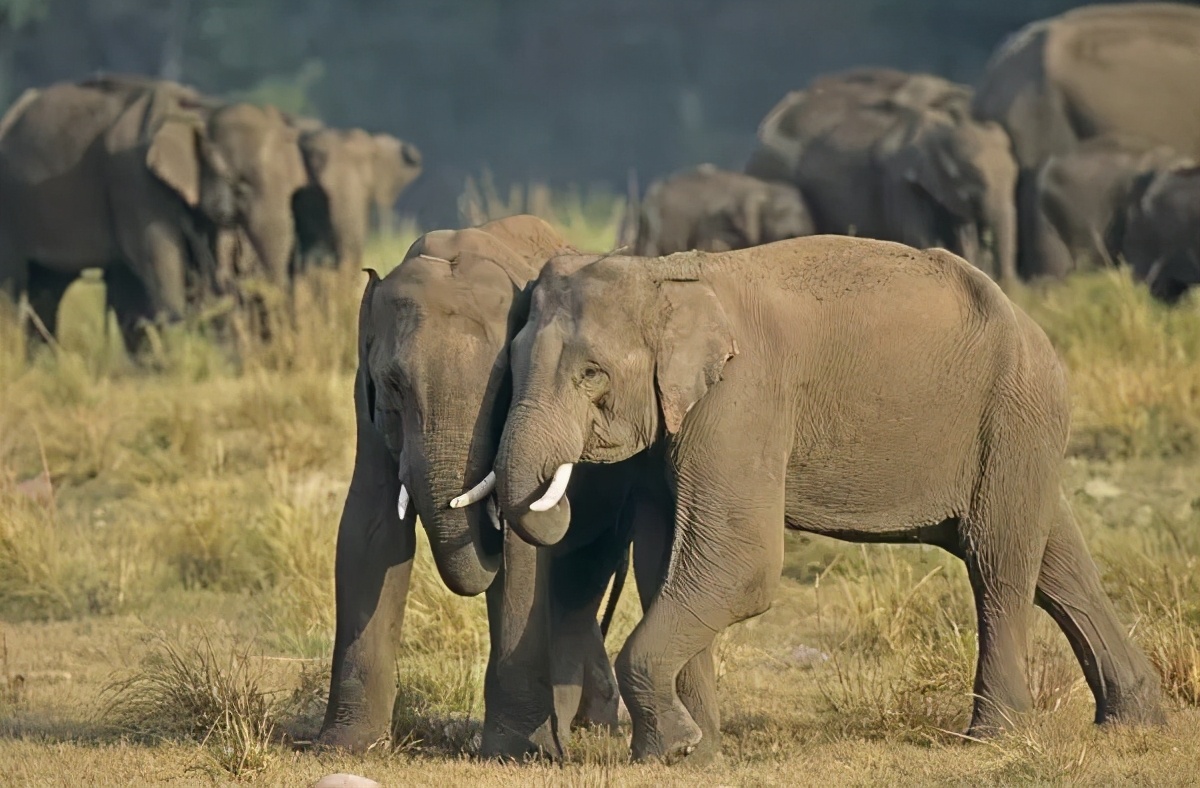 印度烧死大象,印度保护大象