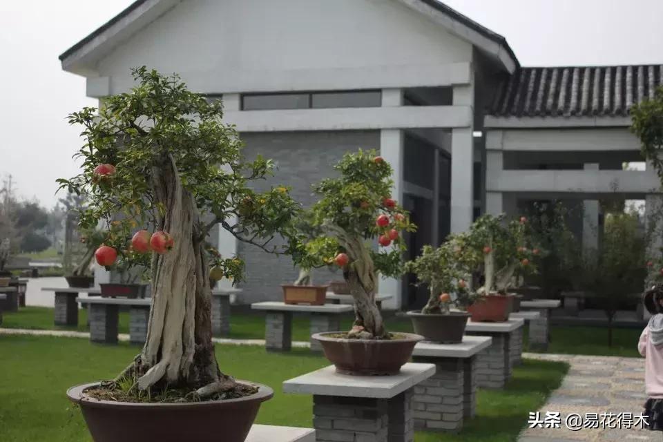 石榴盆景教程,石榴盆景养护小视频