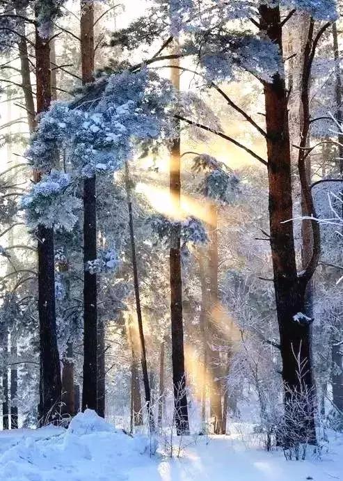 雾凇之美宛若仙境,连云港花果山雾凇美得像仙境