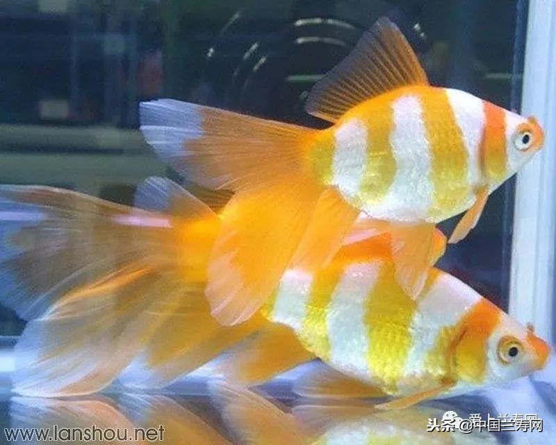 十大最稀有的金鱼品种,比较大的金鱼品种有哪些