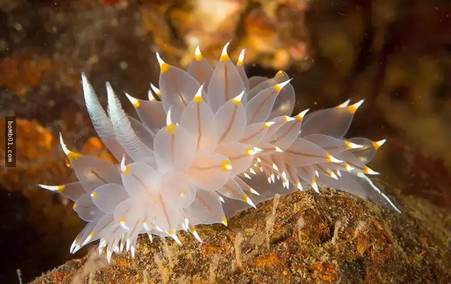 这只风靡网络的可爱“海中小白兔”，竟然颠覆了网友的三观