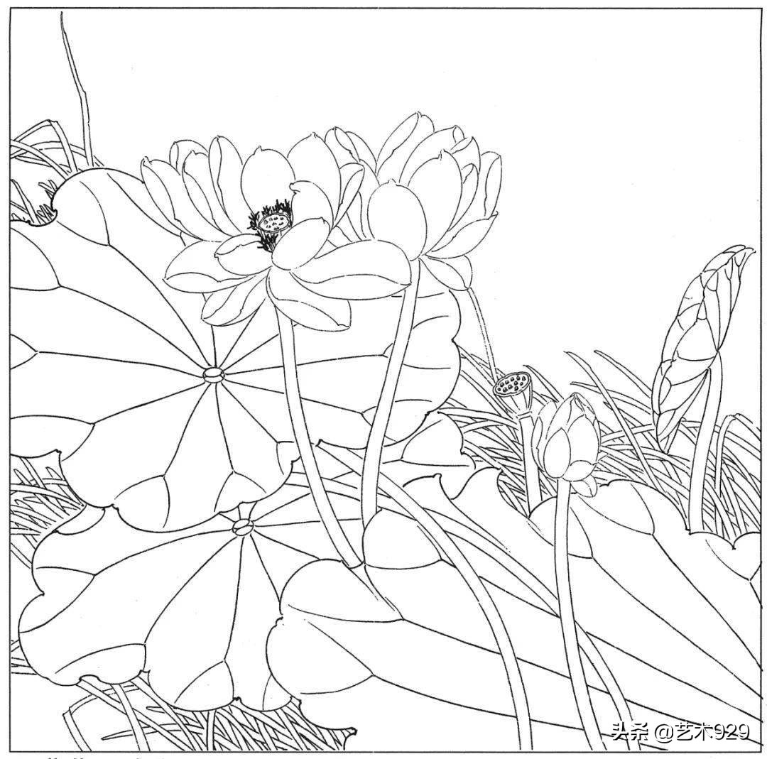 余稚荷花蜻蜓图高清白描底稿,白描荷花勾线方法讲解视频