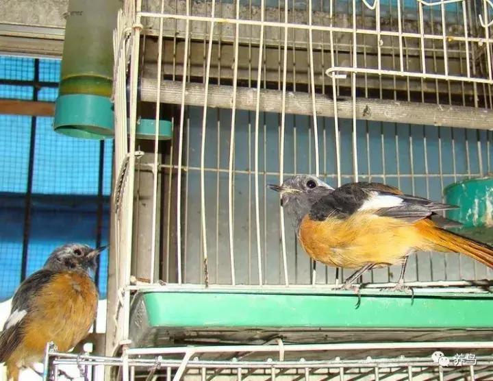 鸟儿放养是什么意思啊,关于小鸟的对话