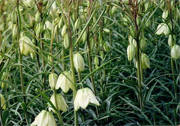 土贝母的功效与用量用法,土贝母药效与应用