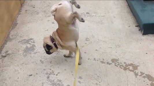 巴哥犬上厕所训练方法,巴哥犬专用厕所