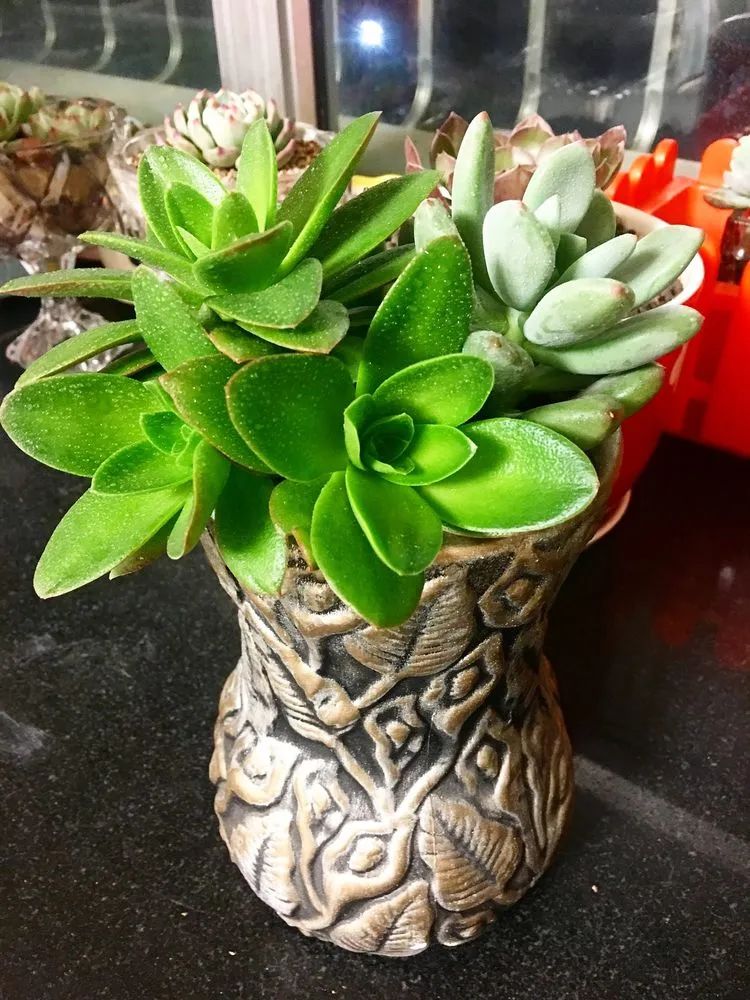 多肉新年寄语,养多肉七八年用心沉淀静待花开