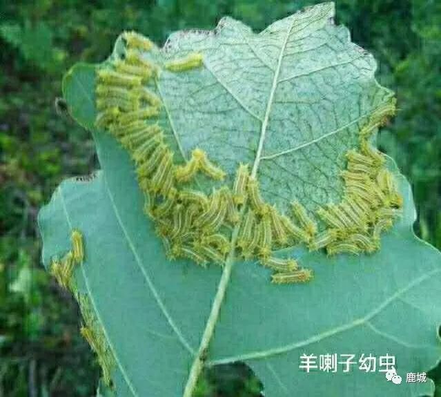 童年的记忆放羊,童年的记忆粤语版