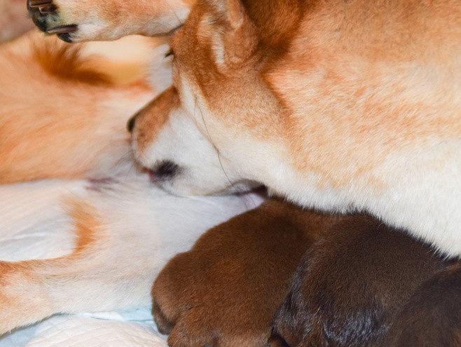 狗狗怀孕到生产需要注意什么,狗狗从怀孕开始陪主人