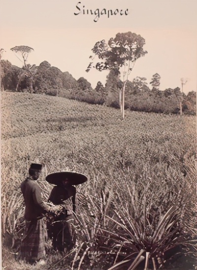 哥伦布发现菠萝,哥伦布航海的影响