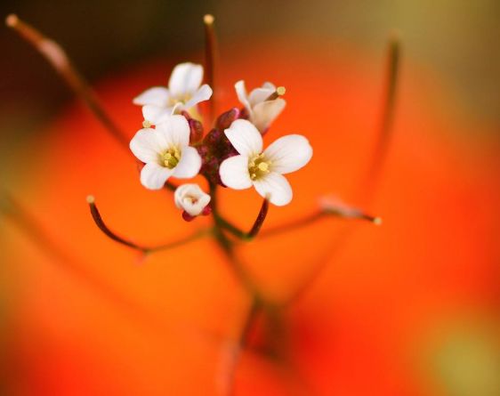 古诗词中立春的诗词有哪些,写春的古诗赏析和感悟
