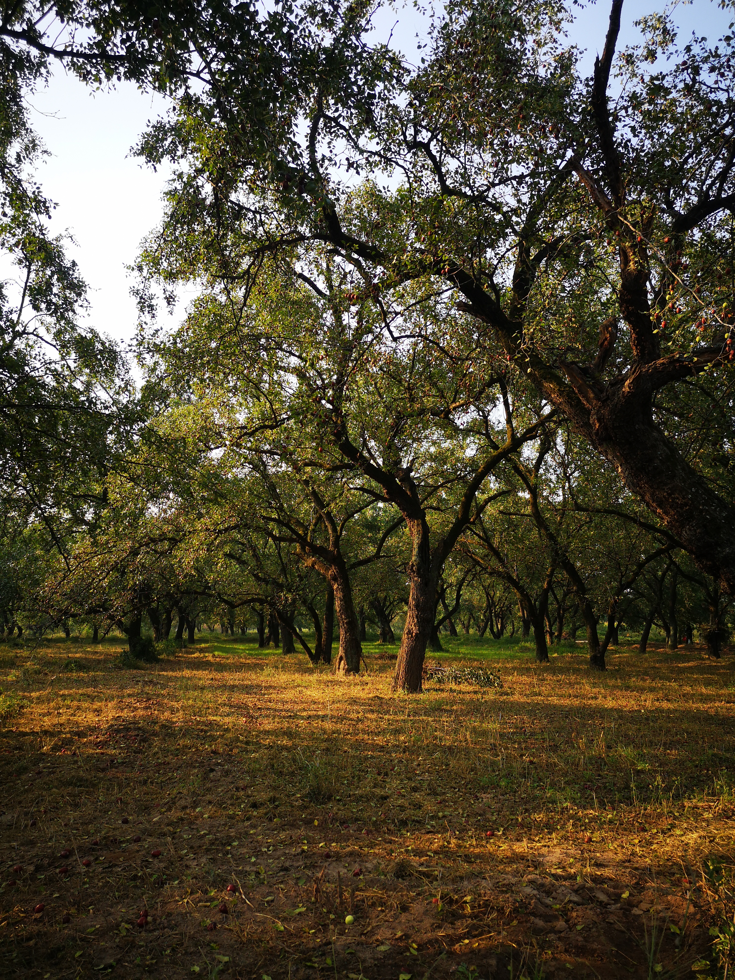 璐℃灒楠忔灒鐏版灒,璐℃灒鍥藉