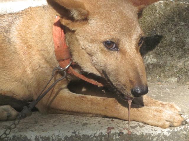 鎵撶媯鐘梾鐤嫍娉ㄦ剰浜嬮」,鎵撶媯鐘梾鐤嫍鏈熼棿绂佸繉