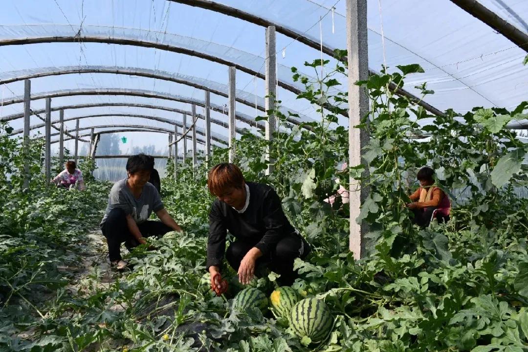 一村一品亿元村,一村一品打造乡村产业