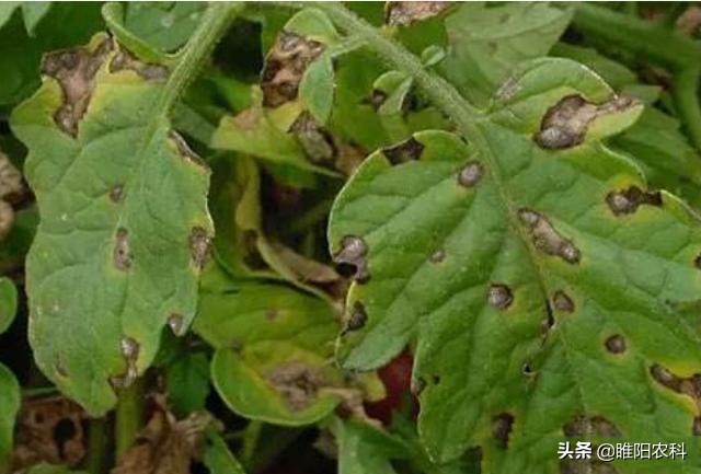 最新霜霉病新药,特效药百种病害