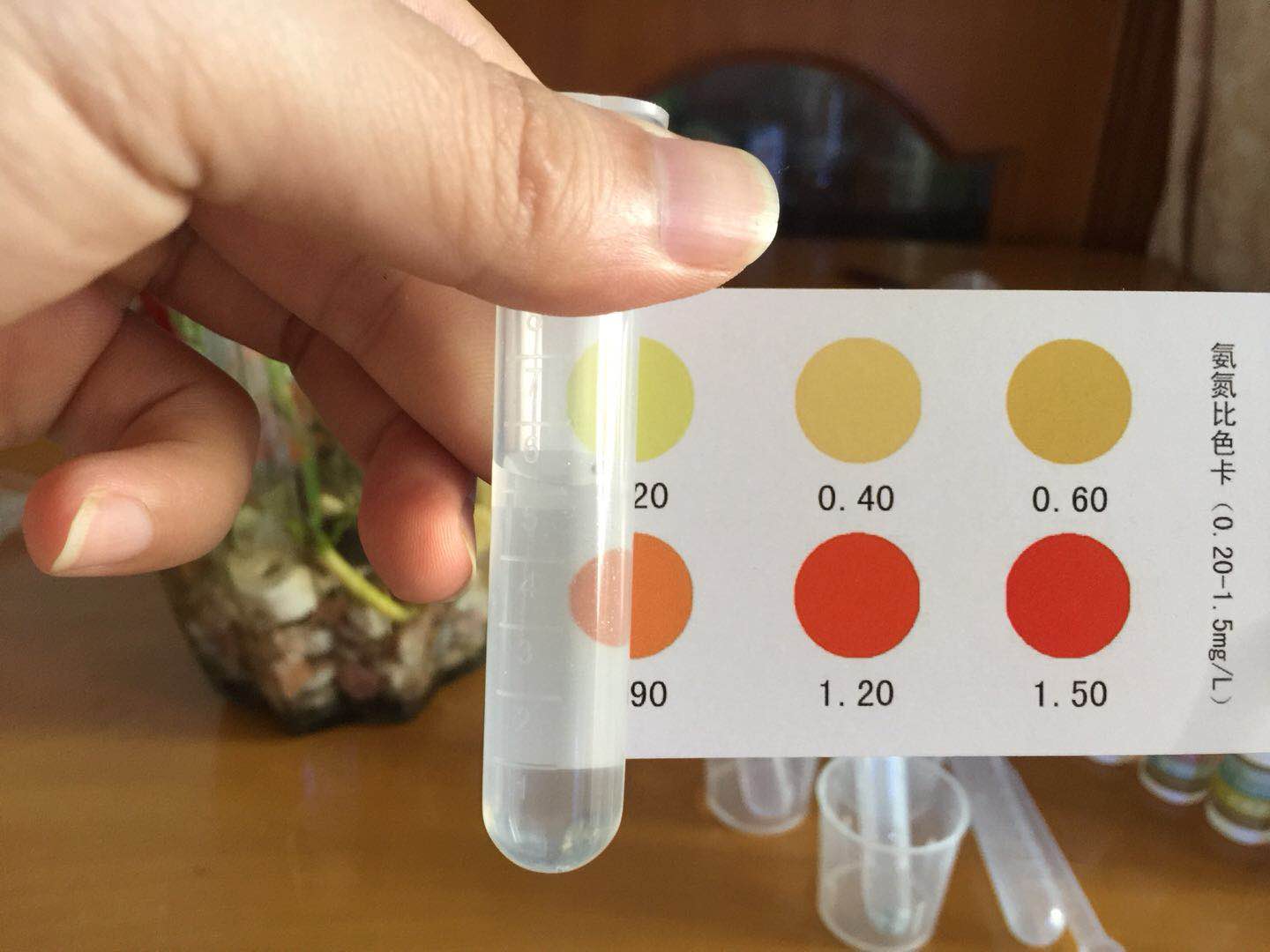 绿萝怎么给斗鱼造景,斗鱼与绿萝能一起养吗