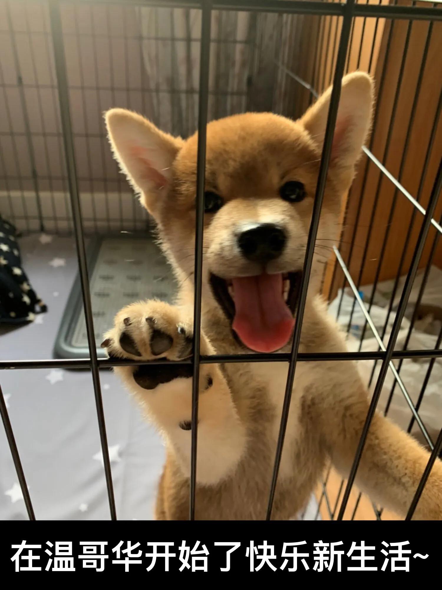 加拿大温哥华购买柴犬经历～