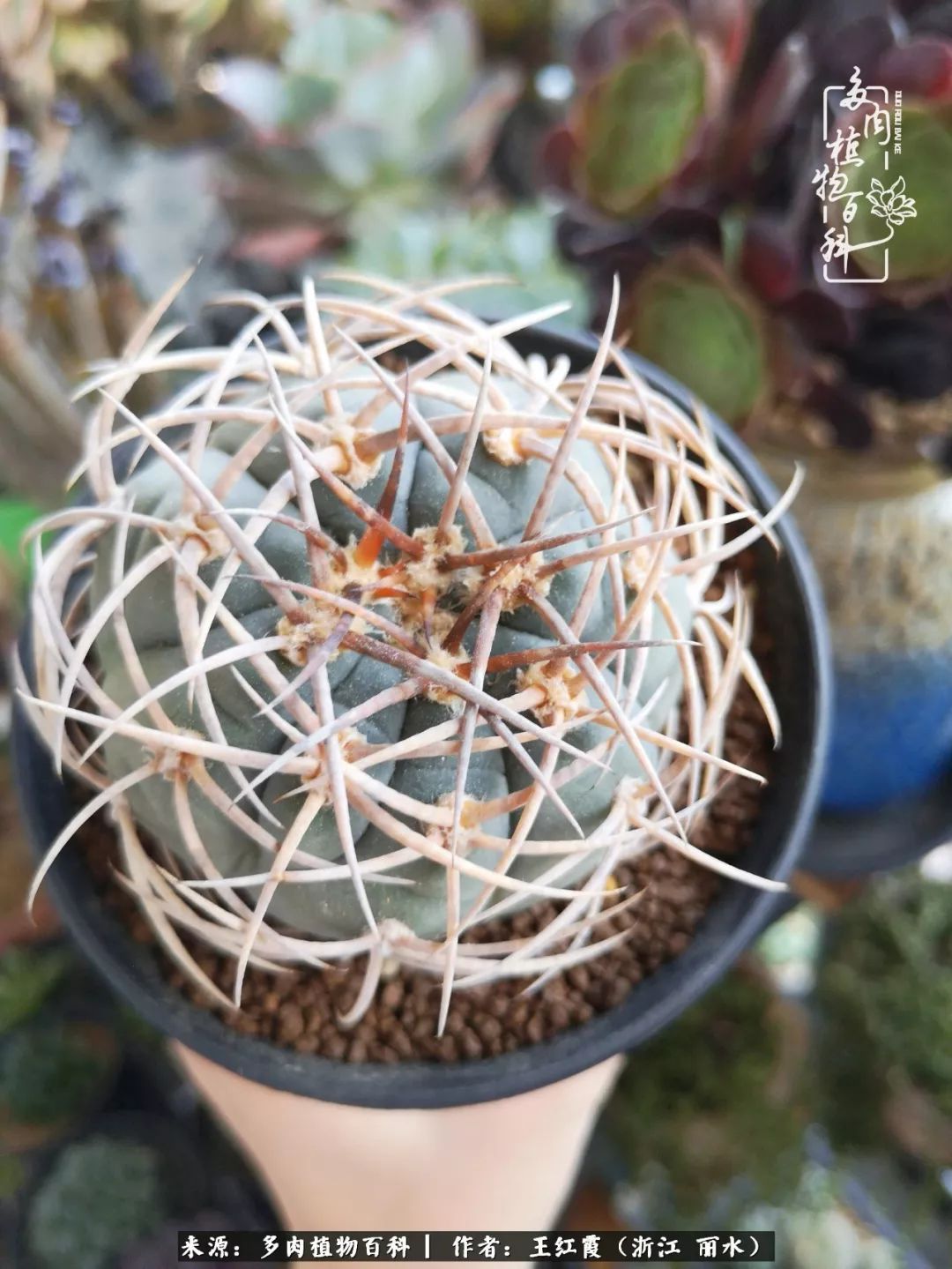 仙人球露养条件,仙人球的露养方法