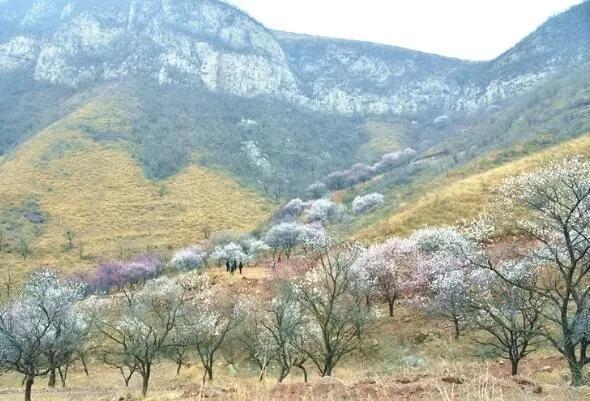 花生腰果哪个好,腰果巴旦木坚果