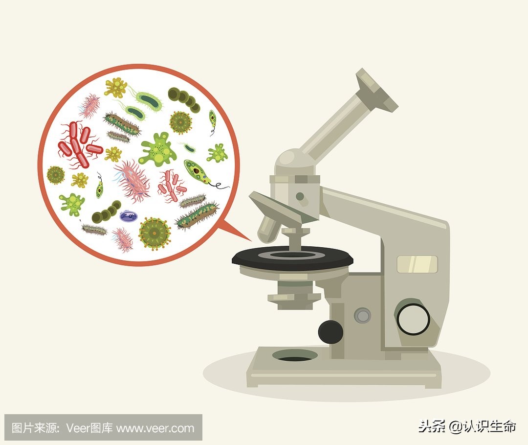 你的体表和肠道都有数目巨大的小生命与你共生存？你了解他们吗？