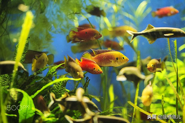 鱼眩晕怎么办呢,鱼腰偏头痛