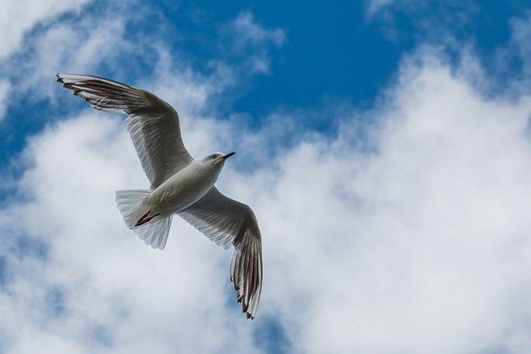 拍鸟类的拍摄方法,拍摄鸟类的入门技巧
