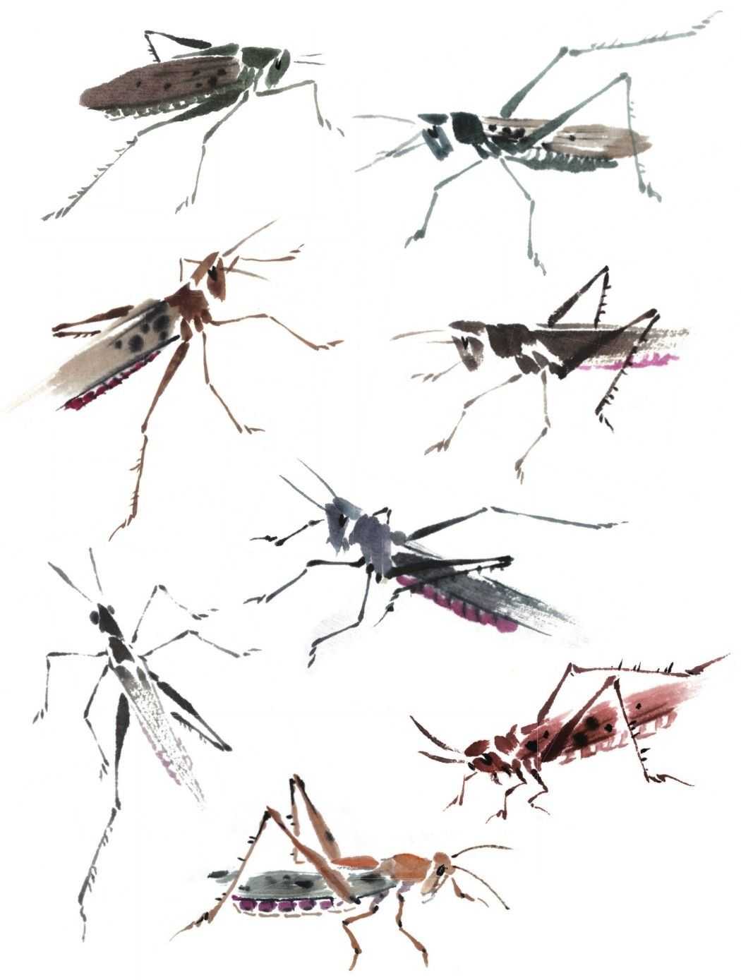 残荷蜻蜓国画画法及调色,徐湛国画蜻蜓的画法