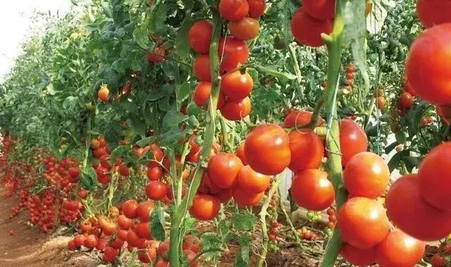 氯吡脲坐果率和什么有关系,膨果用氯吡脲