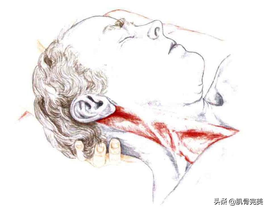 胸锁乳突肌和斜角肌手法松解详解,胸锁乳突肌的运动解剖解析