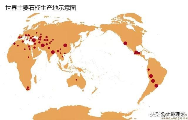 石榴早在2000多年前经过丝绸之路,石榴传奇全书