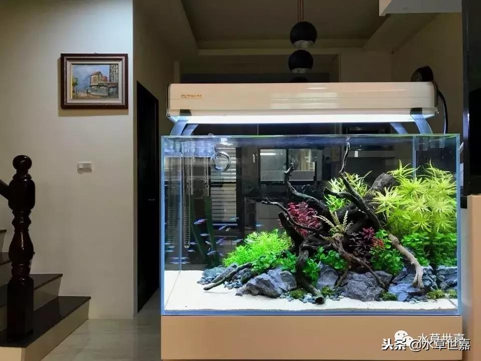 草缸常见10种藻类的解决方法,草缸藻类生物防治方法