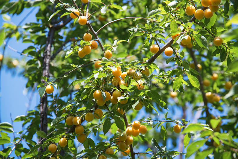 李子苗最新嫁接方法,一年嫁接的李子苗怎样定杆