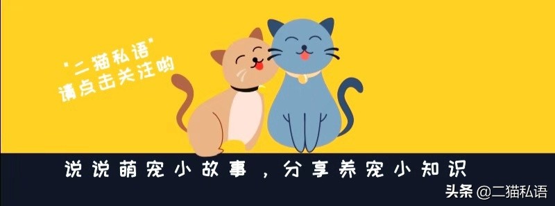 看到流浪小猫该怎么让它靠近你,在街头遇到小猫