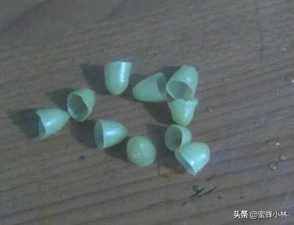 养蜂人常用的育王技术,养蜂人育王时间