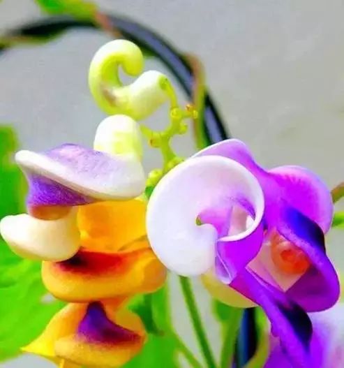 世界顶级奇花异卉,100种奇花异草图