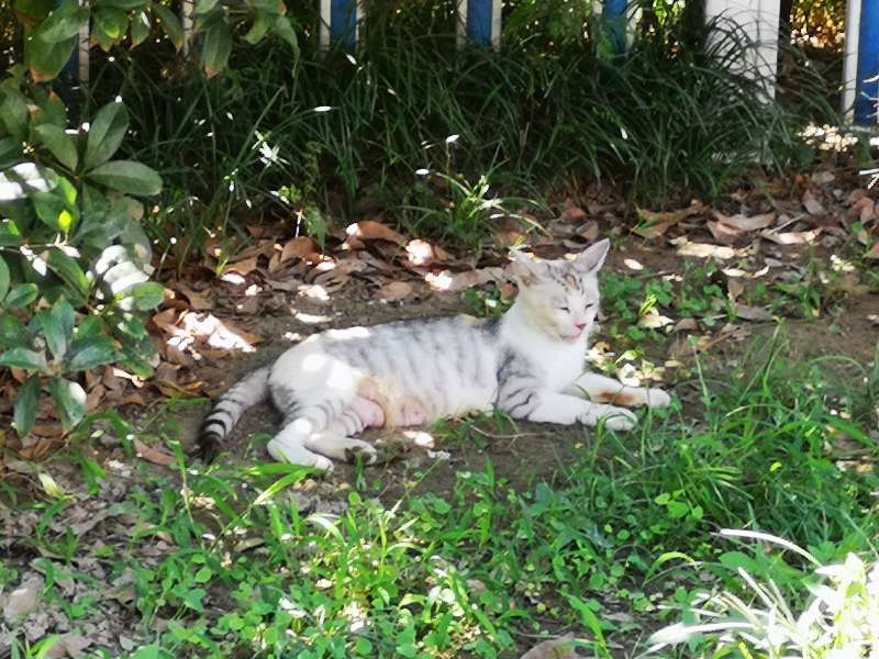 关河令朗诵视频,宋词关河令100首