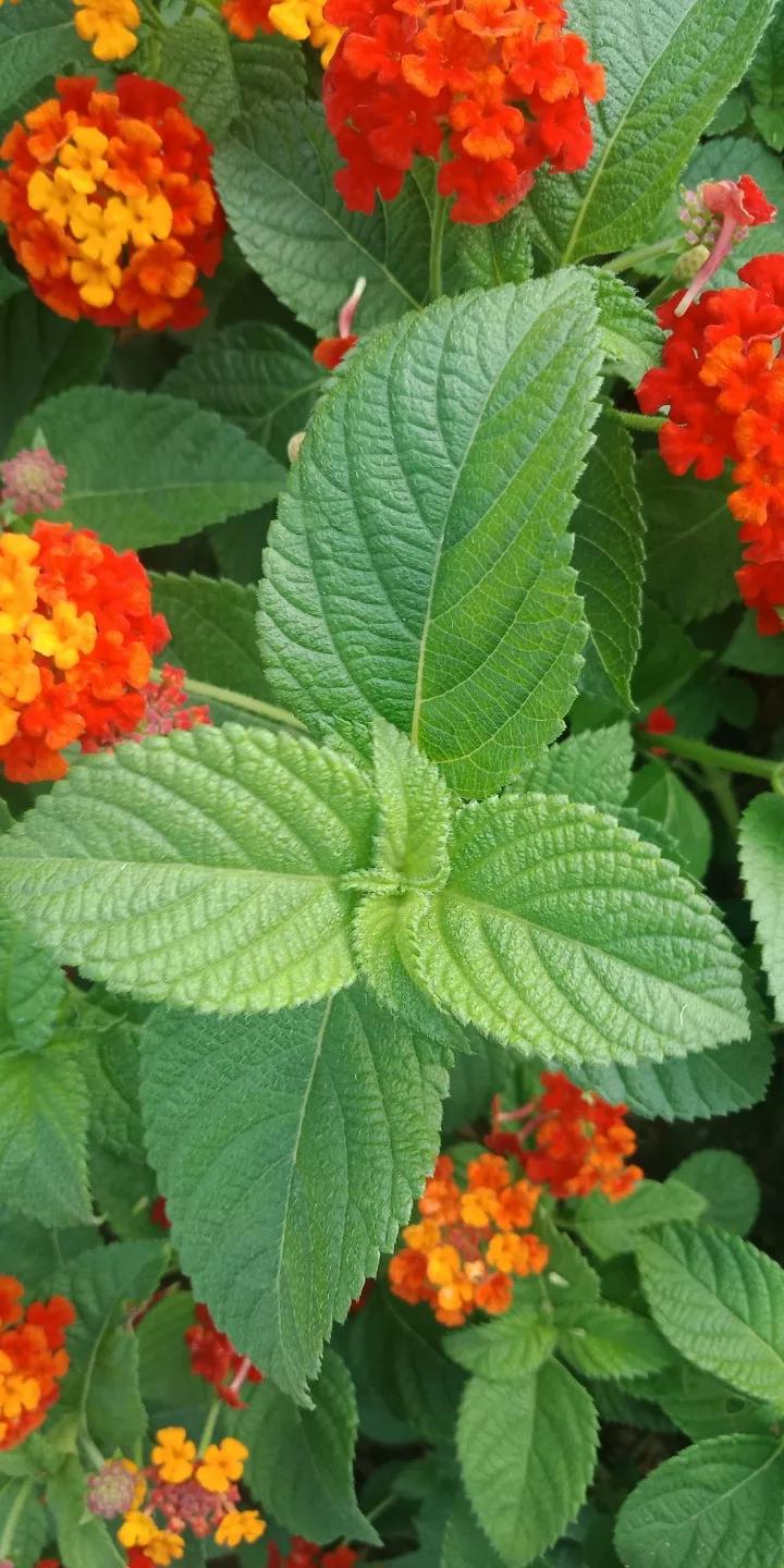 人睡着后不盖被子会着凉吗,人睡觉时为什么要枕枕头