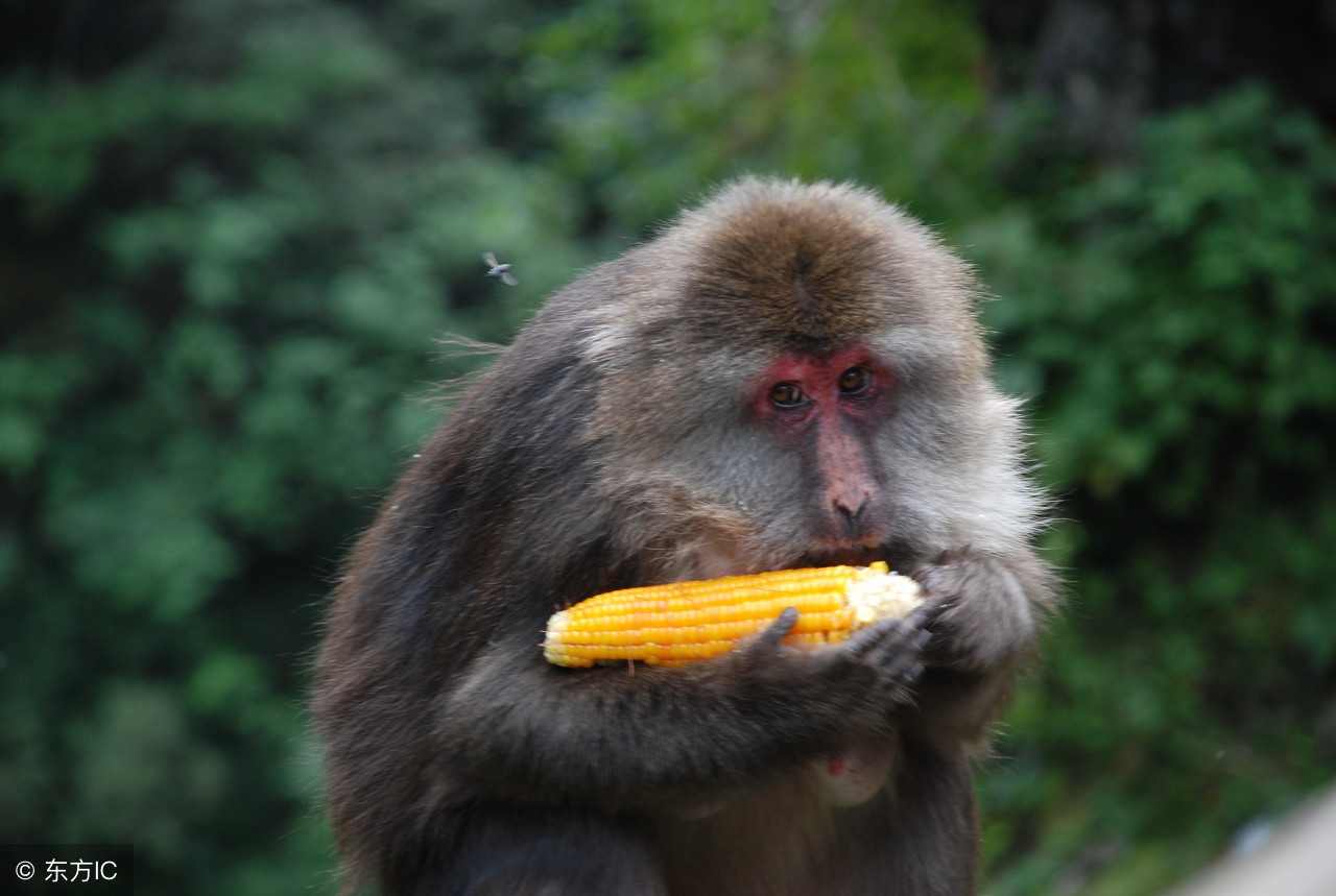 十二生肖的今日运势和运程排名,十二生肖的运势明日运程