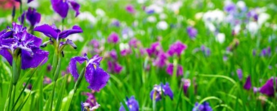 怎样养花生根快,怎样养花