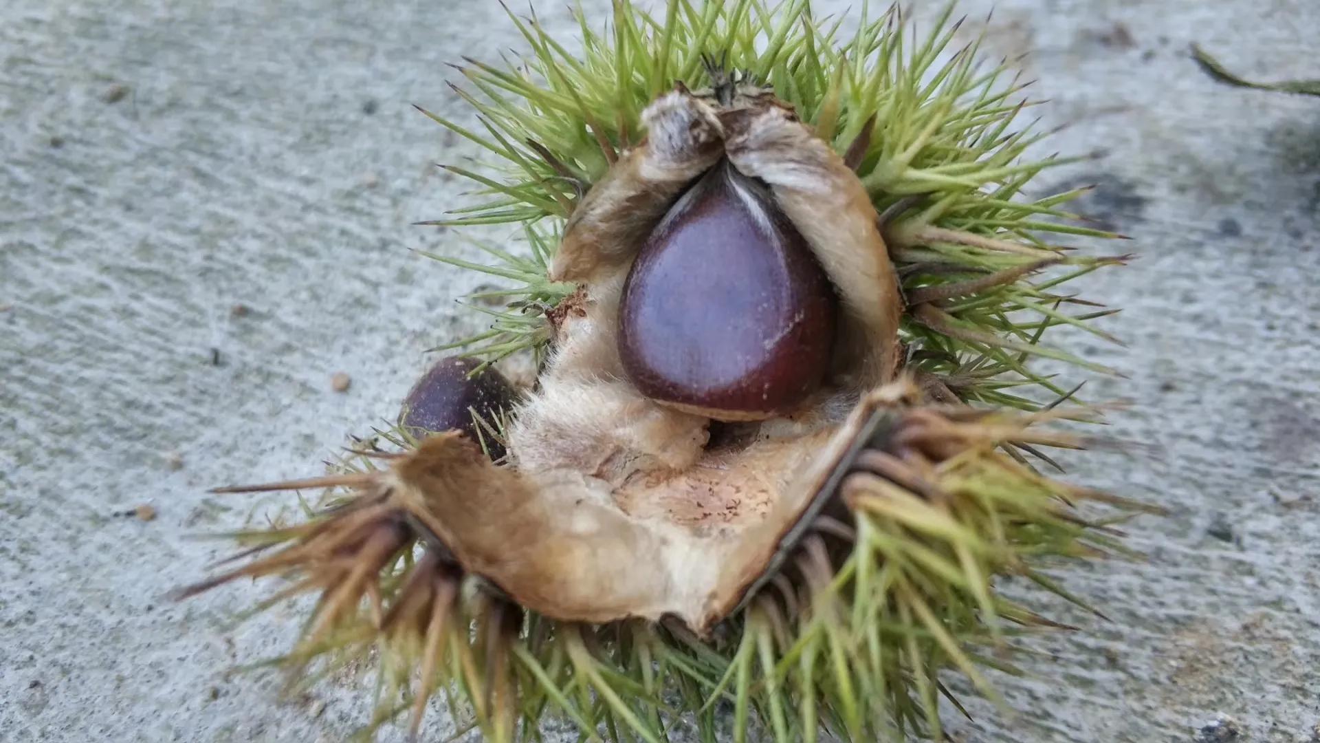 给大家展示一下什么叫做“金山药岭名茶地，竹海栗园水电乡”