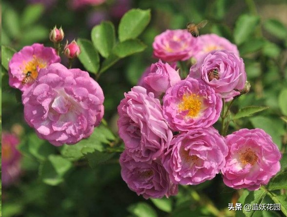 月季花苞上有蚜虫要如何处理,月季生蚜虫怎么处理