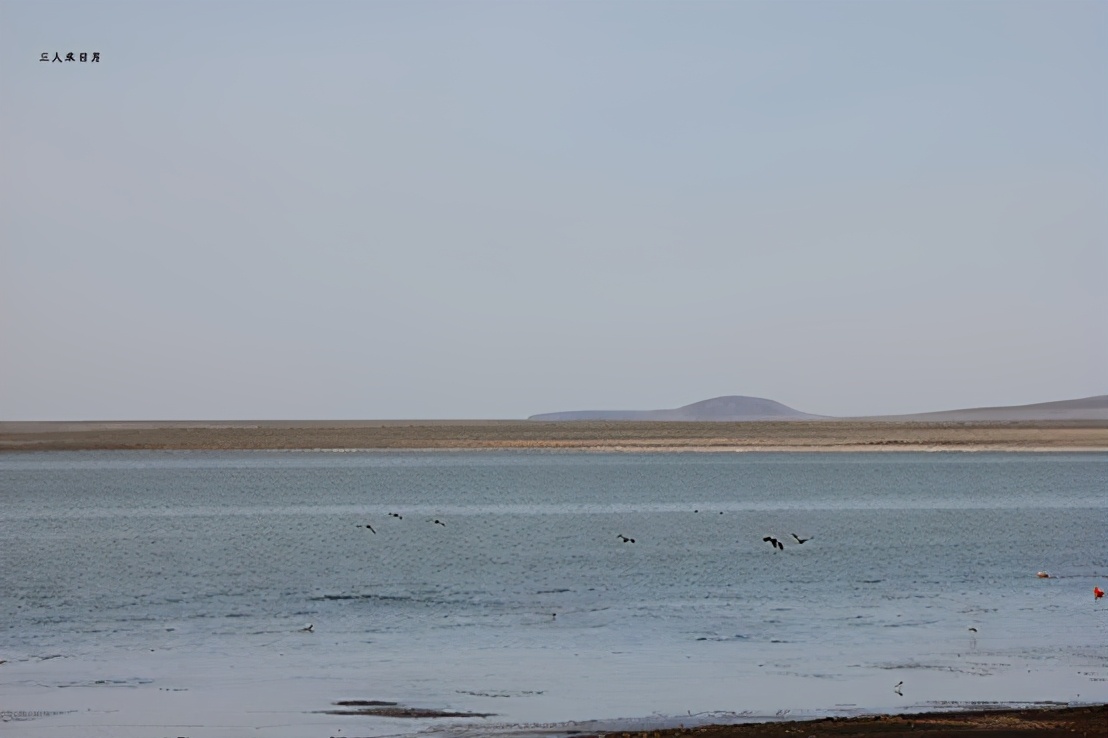 森林公园白鸟湖,乘风湖百鸟乐园