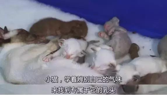 豆瓣9.1，看一次被萌一次，根本顶不住它们的可爱