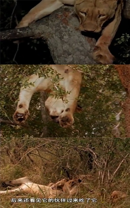虎毒不食子报应视频,虎毒不食子再凶猛的老虎也有底线