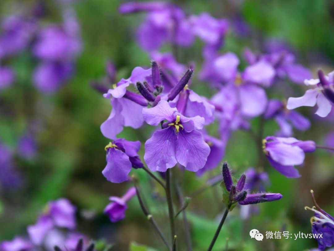 杨凌现状,杨凌最新照片