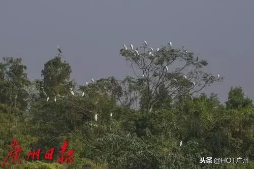 广州绿道攻略,广州旅游观光1线