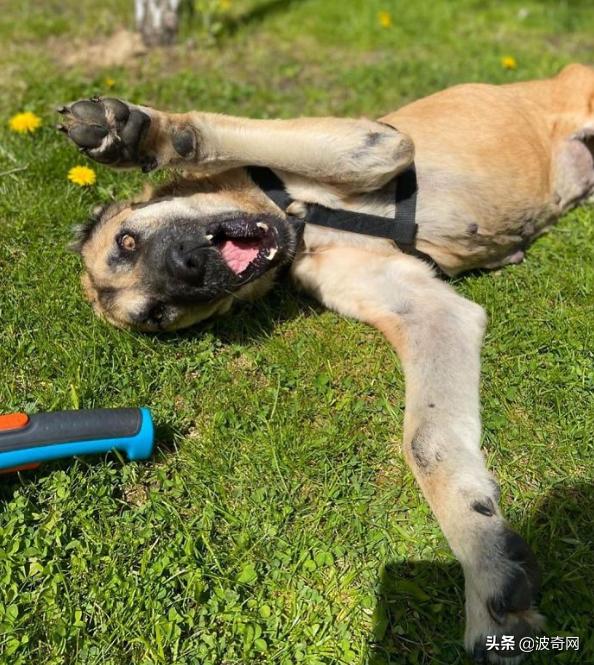 繁殖犬被割去声带,繁殖犬子宫脱落被丢弃